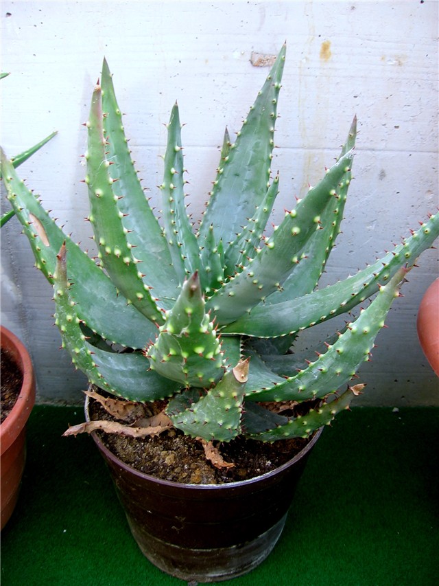 Aloa Ferox